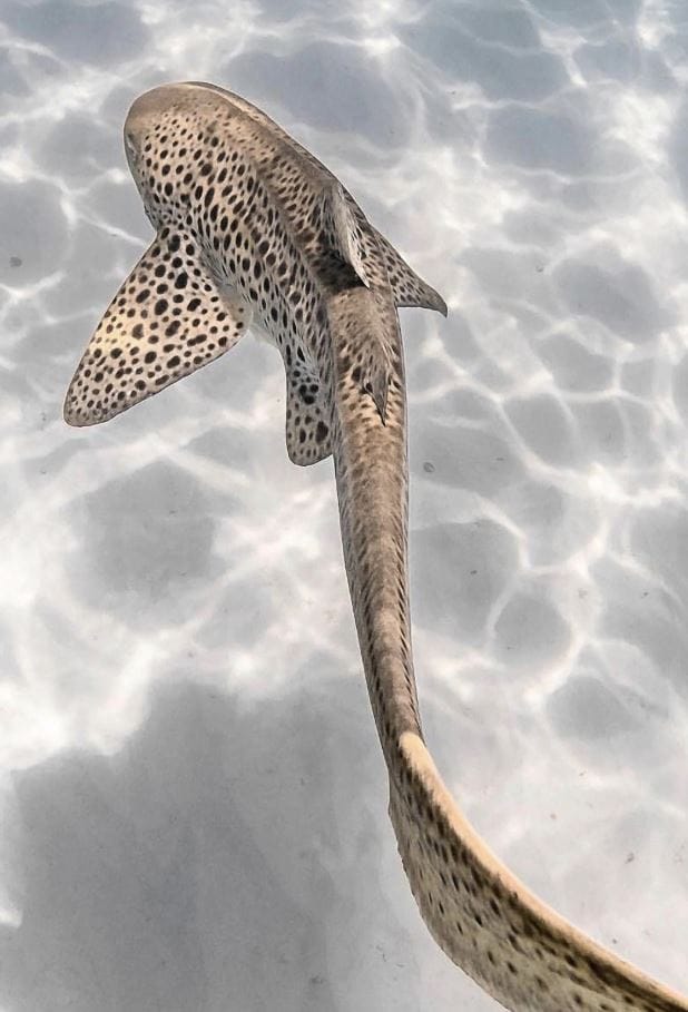 SlipIns - Endangered Leopard Shark Dive Skin - Image 3